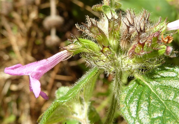6 clinopodium vulgare-001.JPG