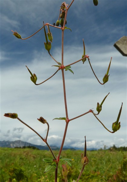 10 geranium nodosum-001.JPG