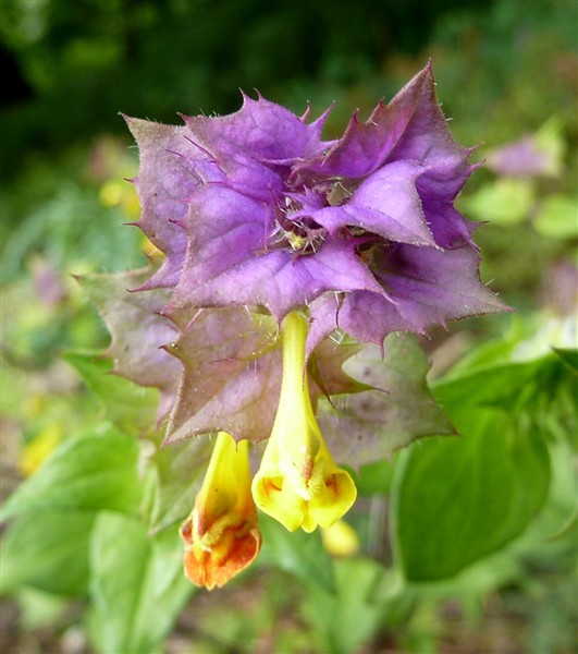 11 melempyrum gr. nemorosum-001.JPG