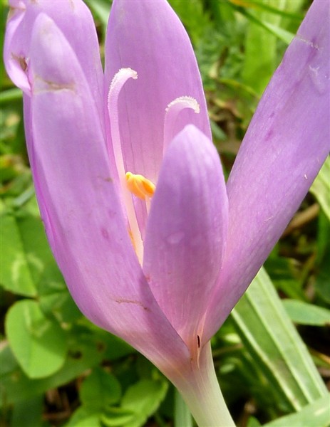 16 colchicum automnale-001.JPG