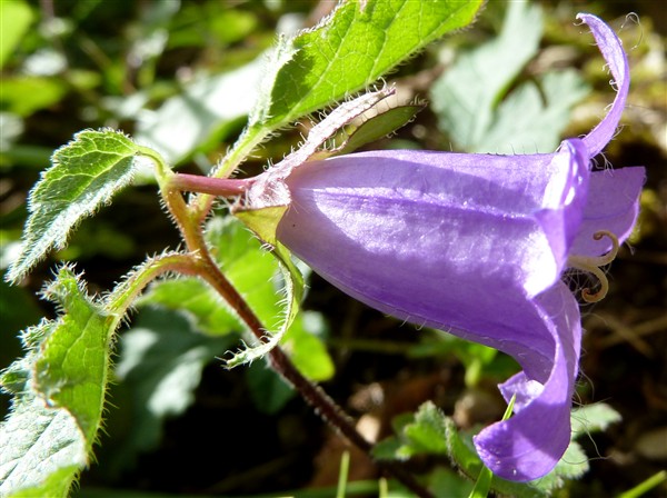 18 campanula trachelium-001.JPG