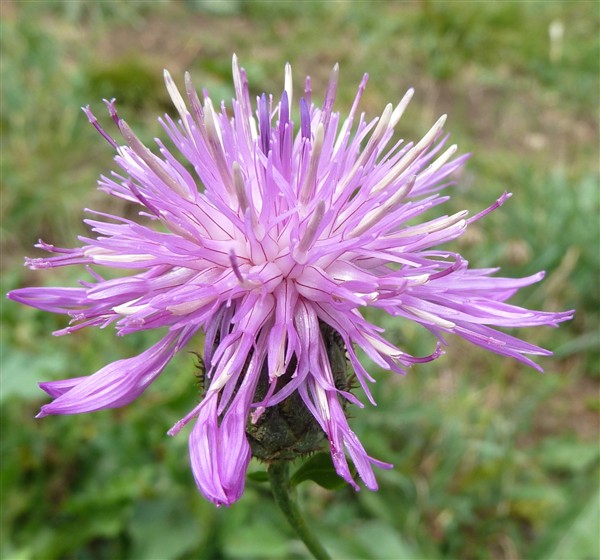 20 centaurea scabiosa-001.JPG