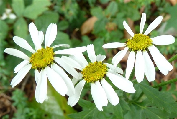 21 tanacetum corymbosum-001.JPG