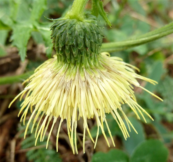 22 cirsium erysithales-001.JPG