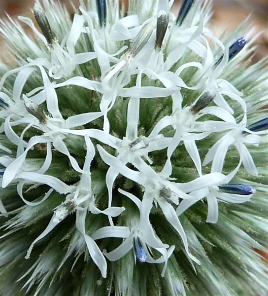 24 echinops sphaerocephalus-001.JPG