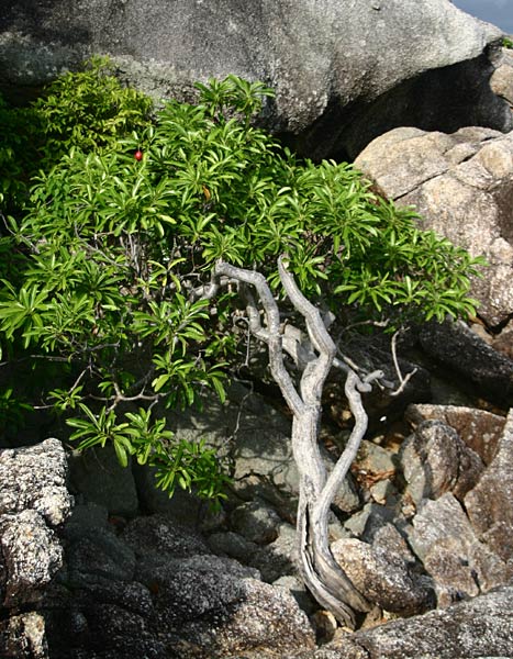 cerberamanghas2.jpg