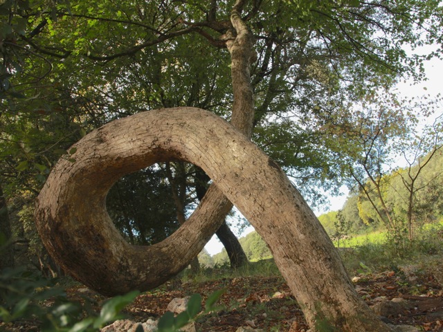Acer campestre de Levas