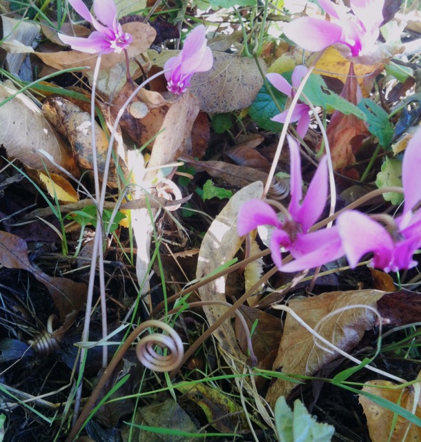 Cyclamen hederifolium