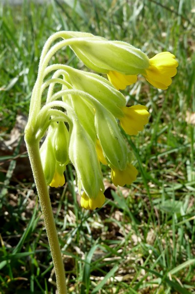 Primula veris