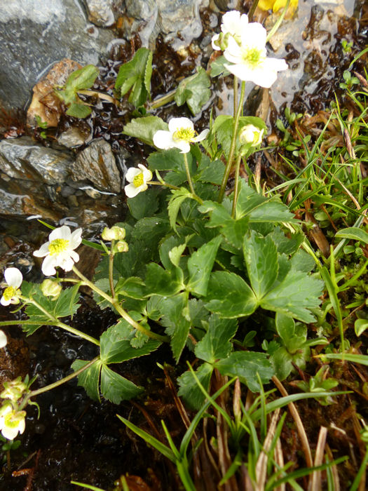 ranunculus.jpg