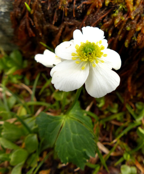 ranunculusfleur.jpg