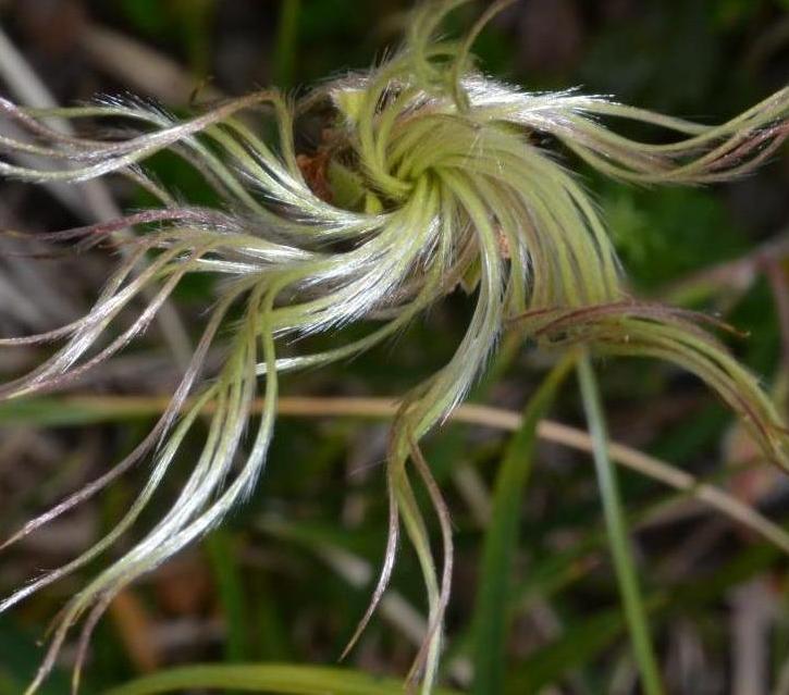 Dryas octopetala-Dryade à huit pétales 02.jpg