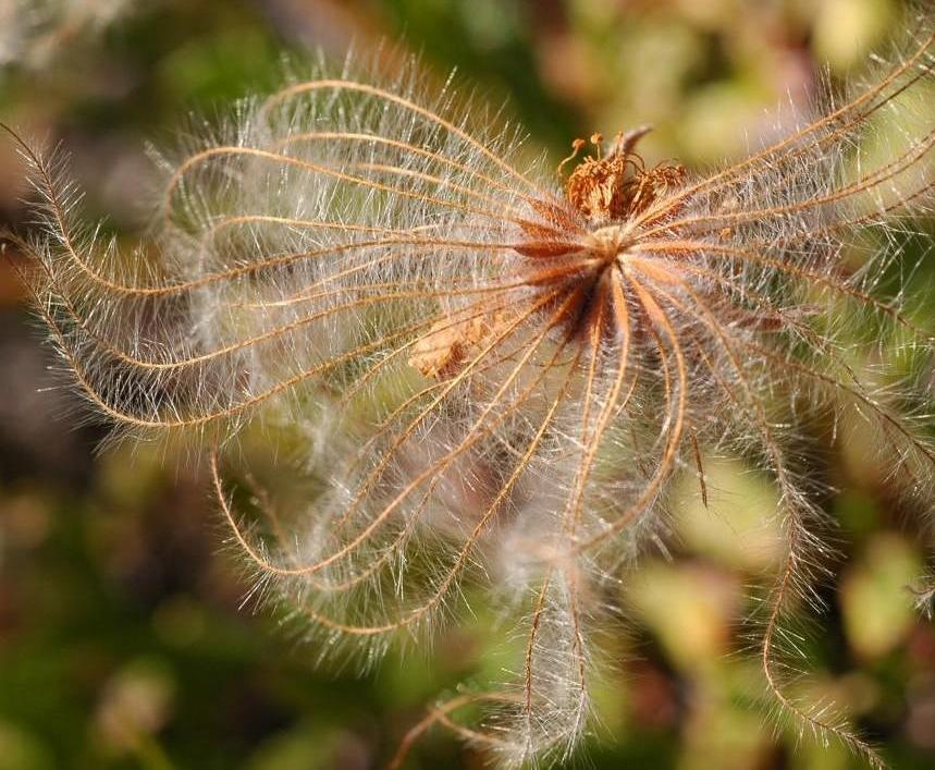 Dryas octopetala-Dryade à huit pétales 04.jpg