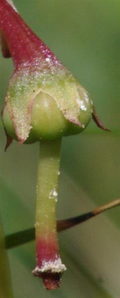 IMGP8784 (Medium).jpg
