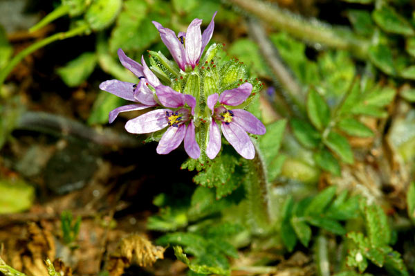 1-a-Erodium-moschatum-Var-02499-4-(3).jpg