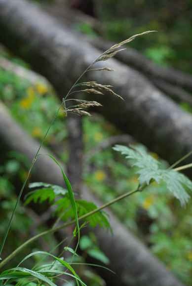 Calamagrostis-phragmitoides-(36).jpg