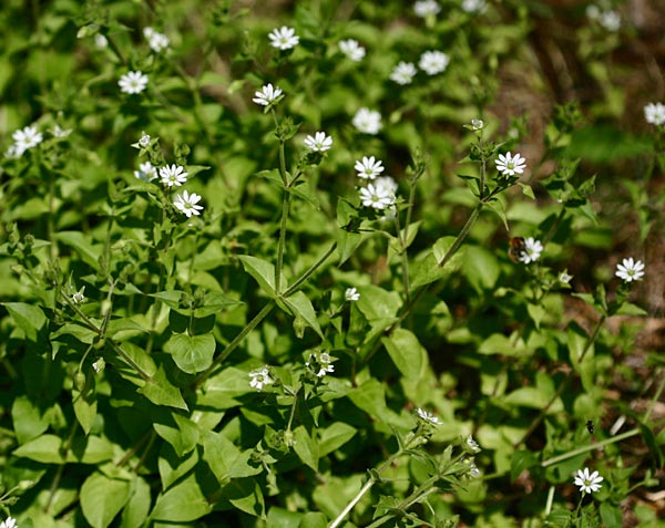 cerastium3.jpg