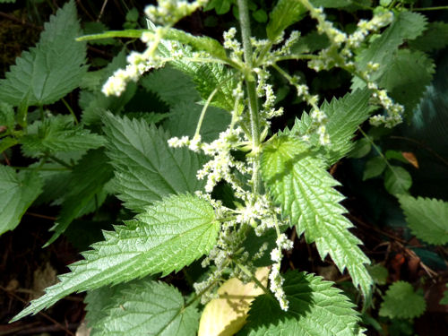 urtica dioica.jpg