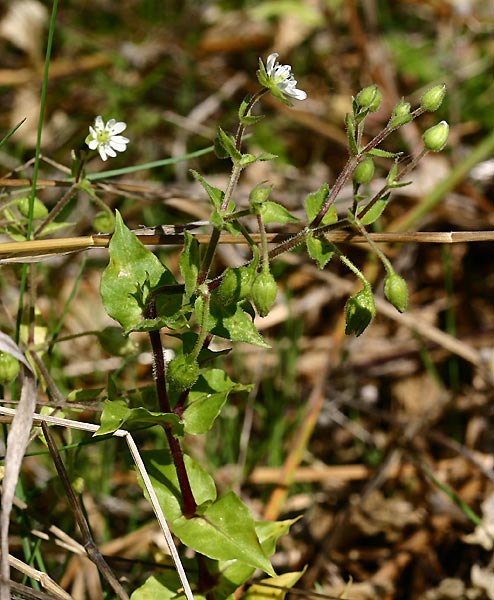 cerastium1.jpg