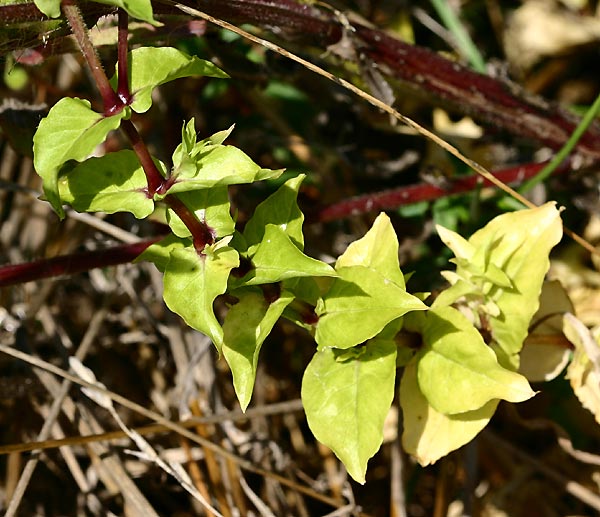 cerastium2.jpg
