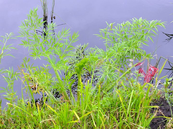 Weerribben - Wieden - St-Janklooster (Ov, 1) 15-08-2013_77.JPG