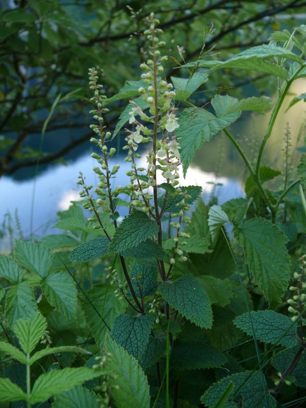 teucrium 2.jpg
