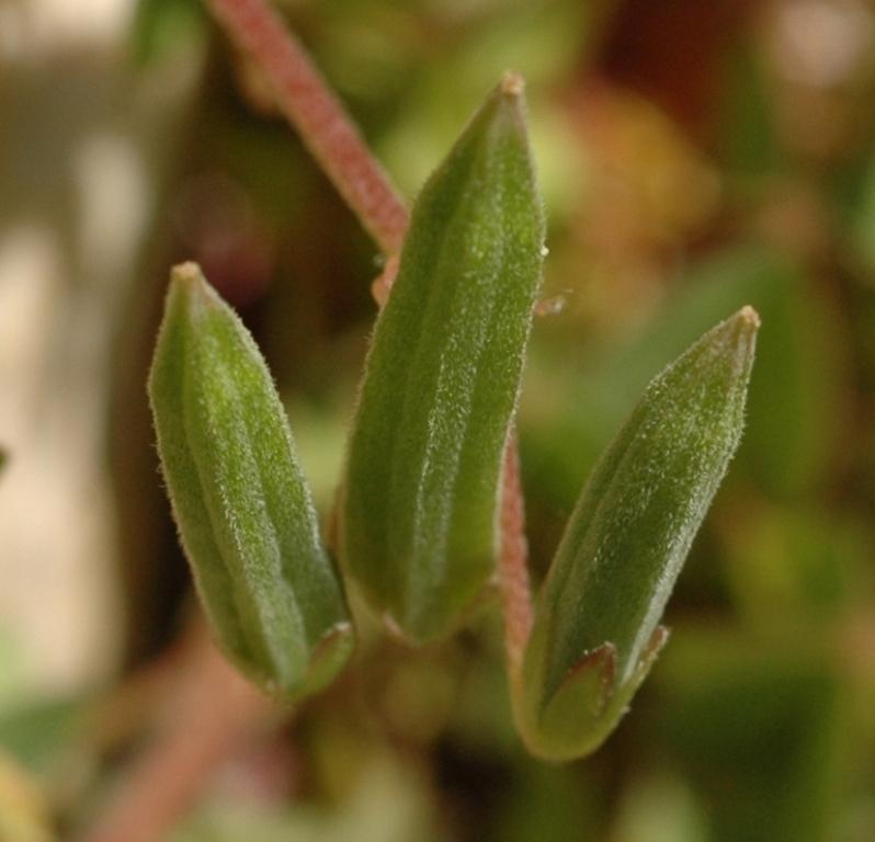 Oxalis corniculata-Oxalis corniculé b.jpg