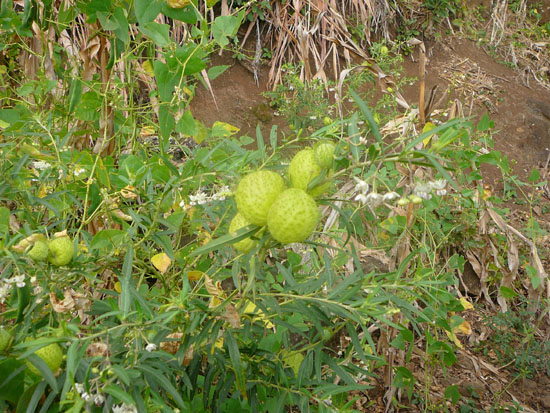 Fruit.jpg