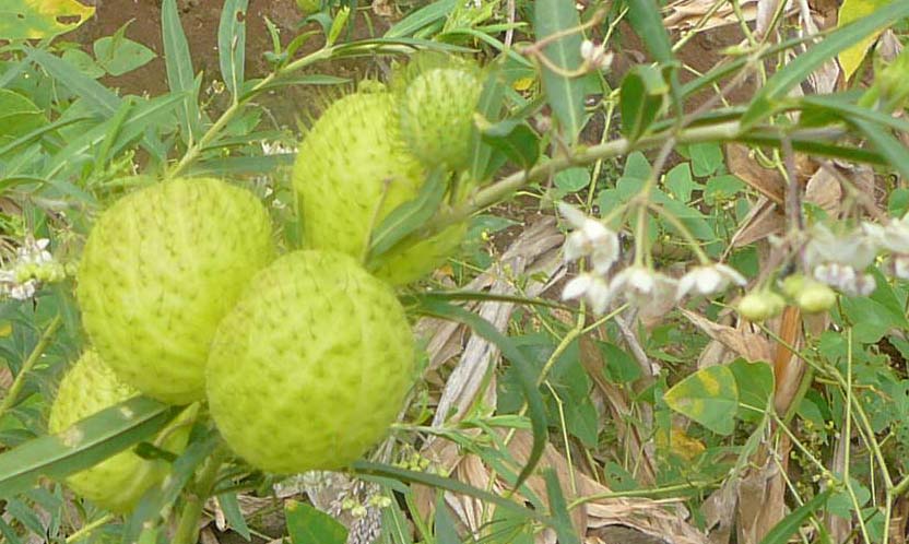 fruit_detail.jpg