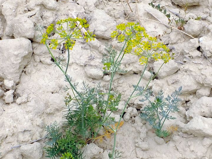 Bardenas Reales (Nav,Pamp,243-593) - 15-08-2012 - 238.JPG