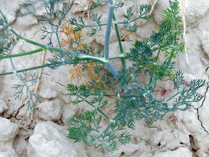 Bardenas Reales (Nav,Pamp,243-593) - 15-08-2012 - 242.JPG