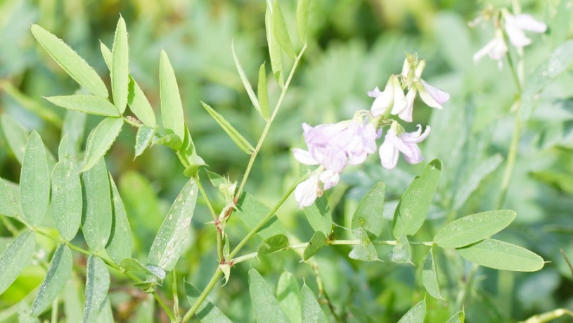 vicia.jpg