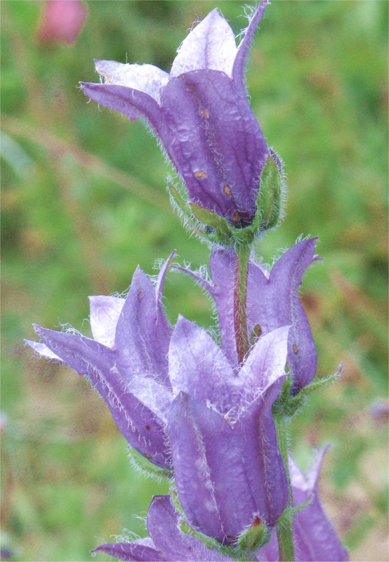 camapnule dressée fleur.jpg