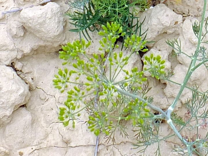 Bardenas Reales (Nav,Pamp,243-593) - 15-08-2012 - 238.JPG