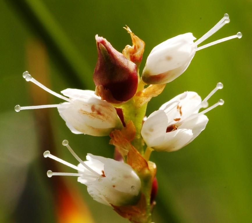 Polygonum viviparum-Renouée vivipare 10b.jpg