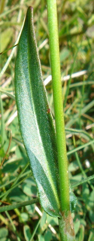 Polygonum viviparum-Renouée vivipare 05b.jpg