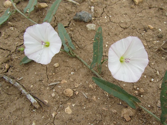 a  Convolvulus sp.jpg
