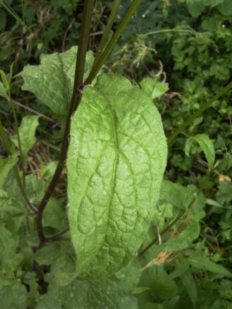 feuille supérieure