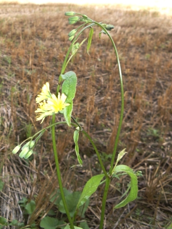 inflorescence