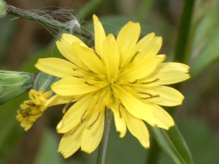 fleur