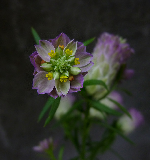 Polygala curtisii-P1070126_.jpg