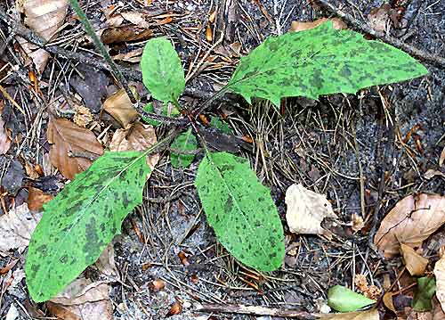 hypochaerismaculata1.jpg