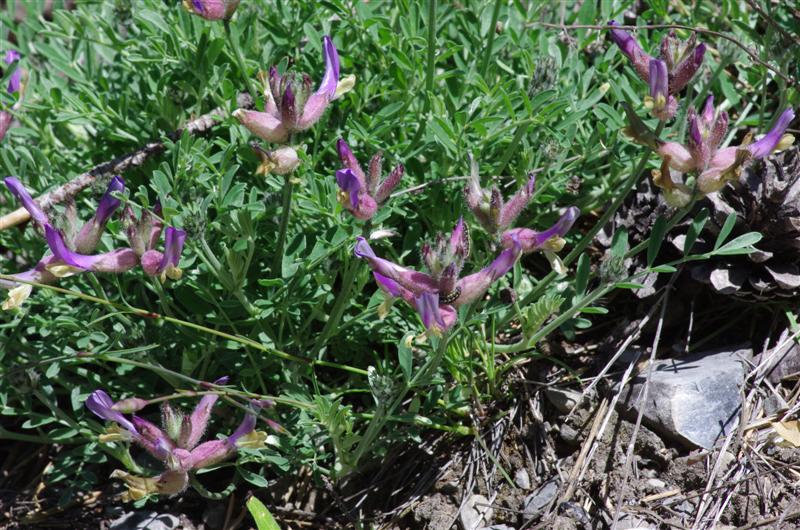 Astragalus vesicarius L.