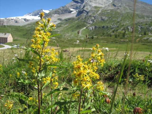 IMG_2004.jpg