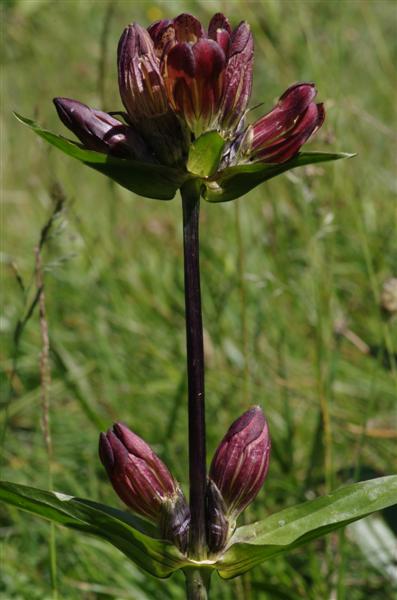 IMGP8771 (Medium).JPG