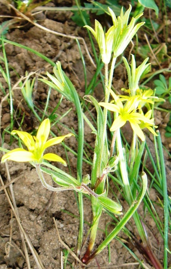 Gagea lutea-Gagée commune 01b.jpg