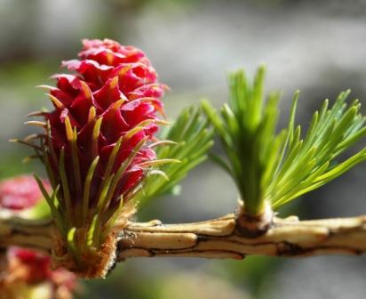 Larix decidua-Mélèze 19b.jpg