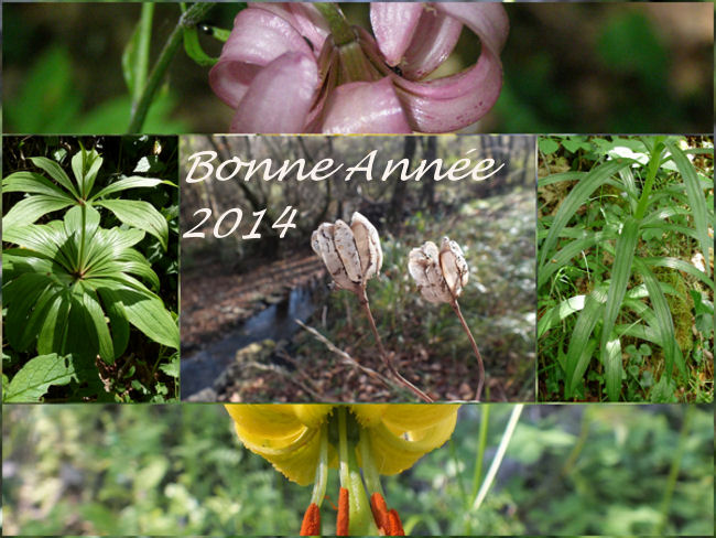 voeux2014lilium.jpg