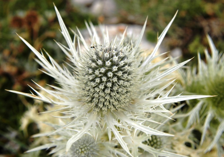 Eryngium spinalba -Epine blanche 06c.jpg