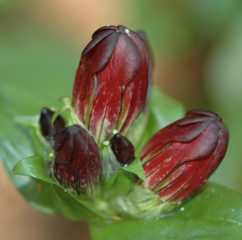 11 Gentiana purpurea-Gentiane pourpre.jpg